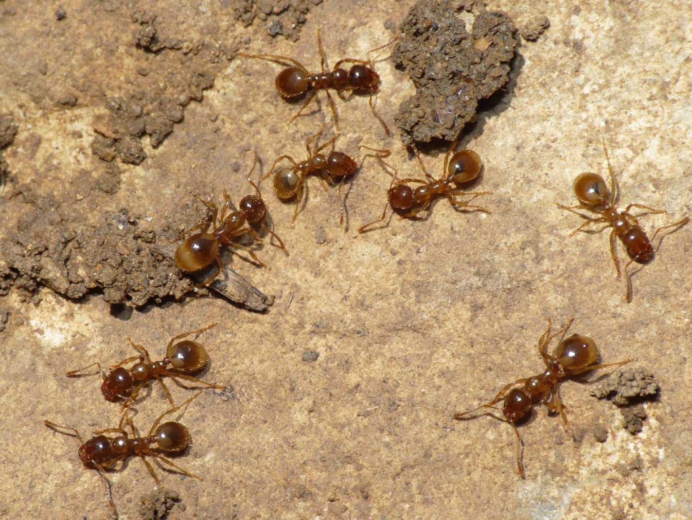 Aphaenogaster subterranea